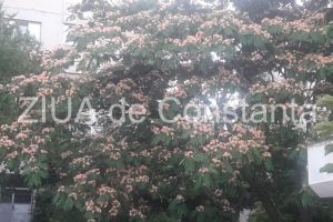 Peisaj impresionant la Constanta. Arborele de matase inflorit schimba aspectul mai multor cartiere (fotoreportaj)