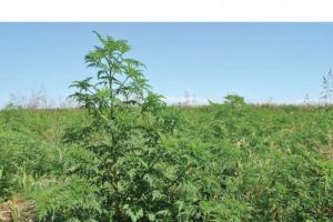 30 iunie – termenul limită până când proprietarii de terenuri trebuie să îndepărteze ambrozia