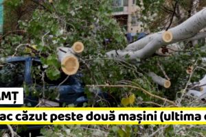 NEAMȚ: Copac căzut peste două maşini (ultima oră)