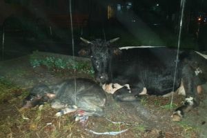 MORENI: Pompierii au ajutat o vacă în travaliu, încolţită de câini pe străzile municipiului