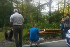 VIDEO Prostie sau inconştienţă? Selfie-uri cu urşii pe Transfăgărăşan