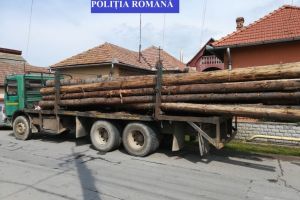 Dosar de evaziune fiscală din AFACERI cu LEMN, cu PREJUDICIU de aproape 800.000 de lei, trimis în judecată după 5 ani de la demararea cercetărilor