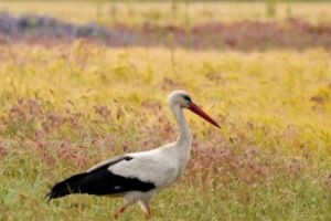 Uite, Barza! Azi începe numărătoarea berzelor