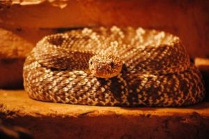 Salvamont Maramures: “Intalnirile cu serpii pe munte devin din ce in ce mai dese si in cele mai nebanuite locuri”