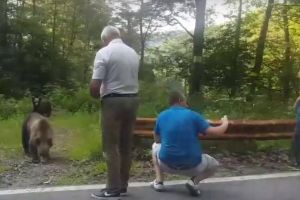 Inconştienţă pe Transfăgărăşan: Selfie cu pui de urs (VIDEO)