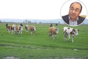 Pământuri „zburătoare”: Judeţul Bihor a pierdut jumătate din suprafaţa de păşuni declarată la UE. România riscă sancţiuni