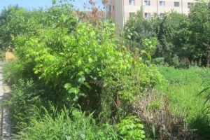 Prefectul de Timiş: „Haideţi să facem ceva vizavi de ambrozie!”