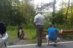 VIDEO: Selfie cu DOI URȘI, pe Transfăgărăşan. Turişti, între care şi un copil, filmaţi în timp ce hrăneau animalele şi făceau poze