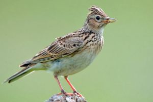 Opriţi măcelul ciocârliilor! Peste 4.000 de păsări din această specie vor fi împuşcate în Bihor