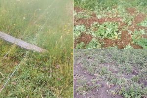 FOTO ȘTIREA TA: Culturi de cartofi distruse de mistreţi, în Lăzeşti, comuna Scărişoara. Animalele au rupt şi un gard ca să ajungă pe teren