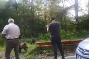 Urşi hrăniţi din palmă de turişti pe Transfăgărăşan