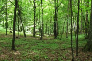 Aproximativ 500.000 de euro alocaţi pentru pădurile Șelimbărului