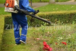 Tantarii, o problema acuta a Constantei! Pana unde are Primaria obligatia sa asigure dezinsectia