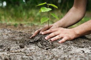 Câţi bani europeni puteţi obţine pentru prima împădurire. Termenul limită pentru depunerea cererilor