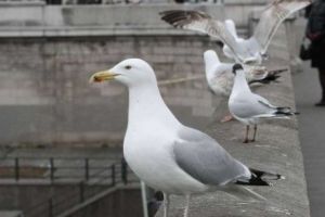 Pescăruşii din Paris au declarat război dronelor Poliţiei