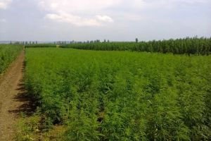 Cânepă sau marijuana? Plantaţie de 1,7 hectare de sere cu cânepă suspectă descoperită la Săcueni