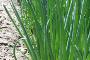 CONDIMENTELE DIN VIATA NOASTRA CULINARA DE ZI cu ZI. UTILIZAREA LOR!