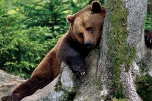 Atenţie, imagini şocante! Un urs a atacat un bărbat şi l-a depozitat în vizuină pentru a-l mânca. O lună mai târziu, Aleksandr a fost găsit în viaţă aproape mumificat