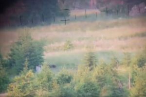 Momentul in care un urs si un caprior sunt filmati pe un fond de vanatoare din Botiza (VIDEO)