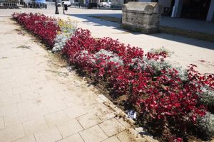 Continua plantarile in municipiul Constanta. Peste 5000 de flori vor infrumuseta orasul