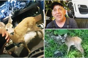 FOTO. Vizită neaşteptată la un atelier auto din judeţ. O căprioară le-a trecut pragul