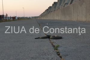 Atentie! Șerpi, surprinsi pe digul de nord al portului Constanta (galerie foto+video)