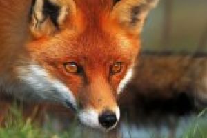 Începe vaccinarea cu momeli a vulpilor! Ce obligaţii revin populaţiei şi cât se plăteşte pentru un cadavru predat