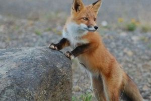 Vulpile din Timiş sunt vaccinate împotriva rabiei. DSVSA: Țineţi câinii închişi în zonele de vaccinare!