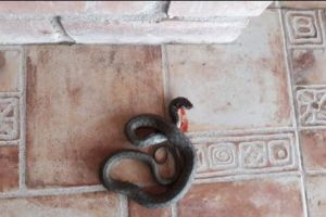 Invazie de şerpi într-o comună din Timiş