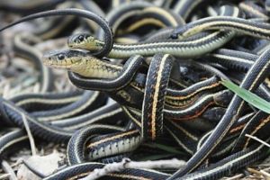 Invazie de şerpi într-o comună din România. Primele reacţii ale autorităţilor. Foto în articol