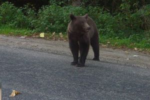 Apariţii tot mai îngrijorătoare ale ursului la Câmpulung Moldovenesc