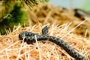 Criză de ser antiviperin la Braşov