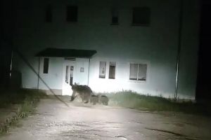 Ursoaică cu doi pui, în faţa scării unui bloc din Câmpulung