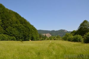 Fiţi responsabili faţă de natură! Ecologiştii le cer deputaţilor de Bihor să nu susţină legea care insistă asupra 