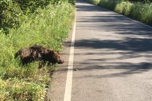 Ursul de la Albota a murit în chinuri – Nu se ştie ce l-a rănit