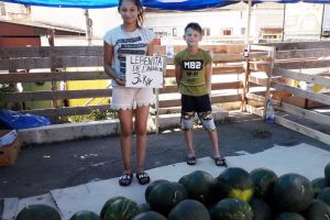 Primii pepeni de anul acesta au apărut în pieţele orădene (FOTO)