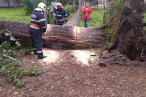 Arbori doborâţi de furtună în mai multe localităţi din judeţ