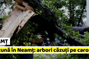 NEAMȚ: Furtună în Neamţ: arbori căzuţi pe carosabil
