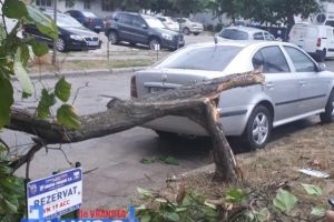 FOTO-ULTIMĂ ORĂ: Copac rupt de vânt în Focşani