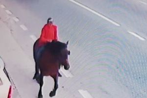 A încălecat iapa şi a fugit! Recompensă frumoasă