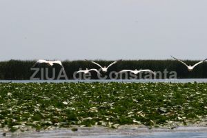 Ziua Dunarii, sarbatorita prin actiuni de ecologizare in zona Rezervatiei Biosferei Delta Dunarii 