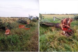 FOTO. Furtuna i-a luat pe rând. Șase copaci doborâţi la Ardud, unul după celălalt