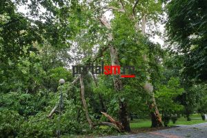 FOTO. Prăpăd în Grădina Romei. Copacii, ca după bombardament