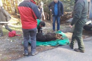 Ursuleţ lovit de o maşină la Dâmbu Morii