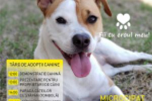 Târgul de adopţii canine “Adoptă un prieten, salvează o viaţă!”, la a doua ediţie