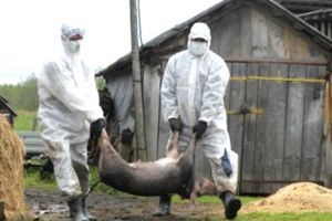 Trei noi focare de pestă porcină confirmate în Argeş