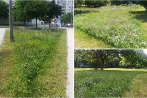 FOTO. Oraşele europene unde iarba este lăsată să crească. Imagini inedite