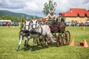 Concursuri de atelaje cu doi cai şi cascadorii călare
