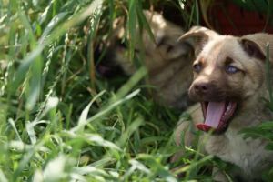 Colectă pentru căţeii de la Casa lui Patrocle, duminică, la Shopping City
