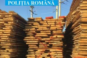 La Seini, politistii au confiscat 170 mc material lemnos